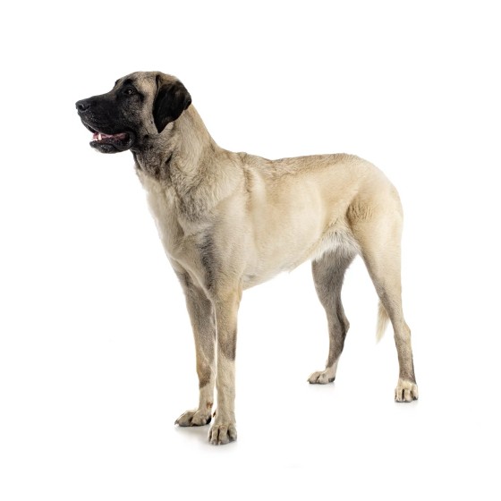 Keramiktasse mit Aufdruck "Kangal-Hirtenhund"