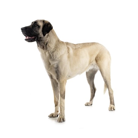 Keramiktasse mit Aufdruck "Kangal-Hirtenhund"