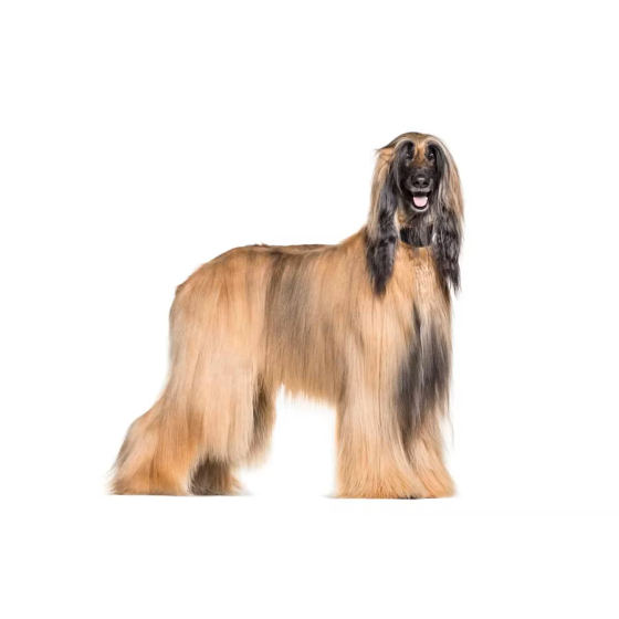 Keramiktasse mit Aufdruck "Afgahnischer-Windhund"