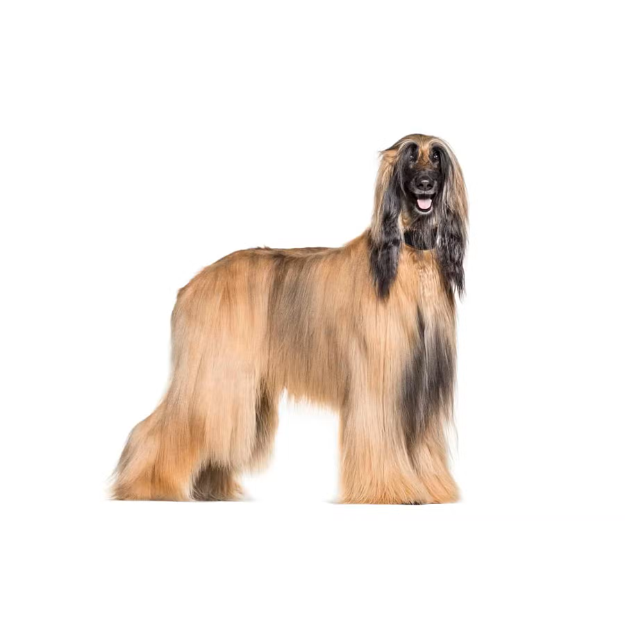 Keramiktasse mit Aufdruck "Afgahnischer-Windhund" Keramiktasse mit Aufdruck "Afgahnischer-Windhund"