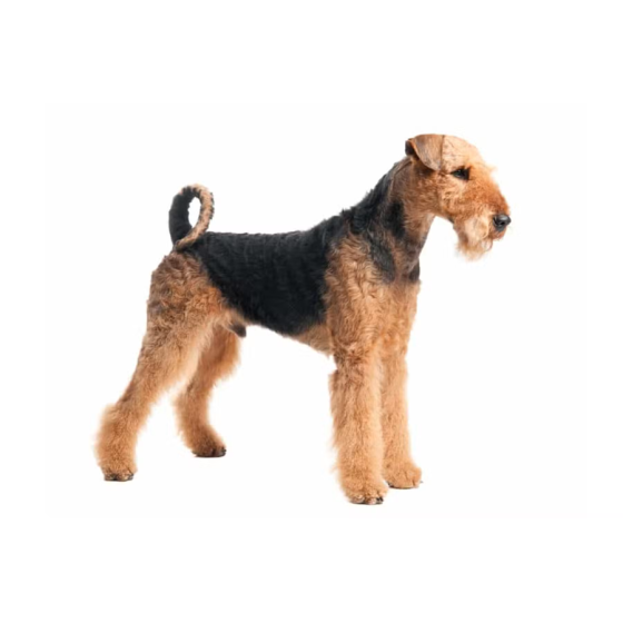 Keramiktasse mit Aufdruck "Airedale-Terrier"