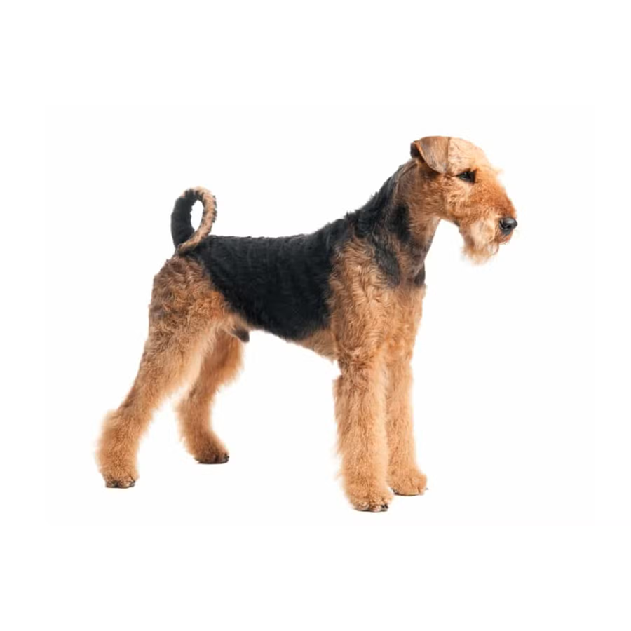 Keramiktasse mit Aufdruck "Airedale-Terrier" Keramiktasse mit Aufdruck "Airedale-Terrier"
