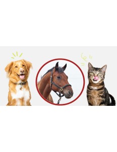 Tiere