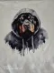 Rottweiler Kissenbezug 40 x 40 cm – Hundemotiv im Sublimationsdruck
